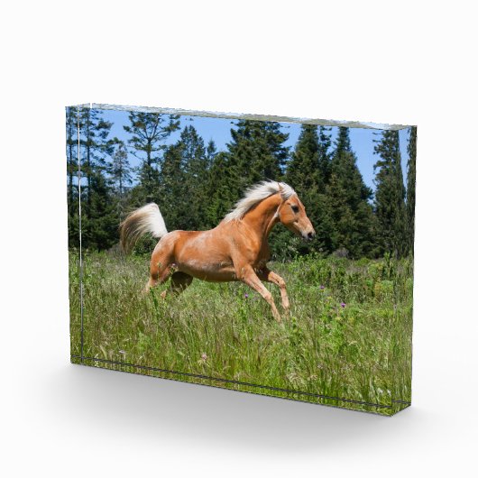 Palomino Pferd durch eine Wiese Fotoblock (Rechts)