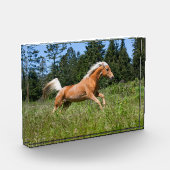 Palomino Pferd durch eine Wiese Fotoblock (Links)