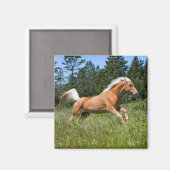 Palomino Pferd durch eine Wiese Magnet (Vorderseite/Rückseite)
