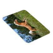 Palomino Pferd durch eine Wiese Magnet (Rechte Seite)