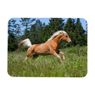 Palomino Pferd durch eine Wiese Magnet