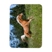 Palomino Pferd durch eine Wiese Magnet (Vertikal)
