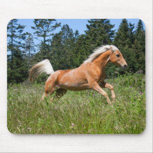 Palomino Pferd durch eine Wiese Mousepad