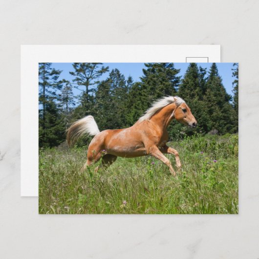 Palomino Pferd durch eine Wiese Postkarte (Vorne/Hinten)