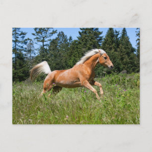 Palomino Pferd durch eine Wiese Postkarte