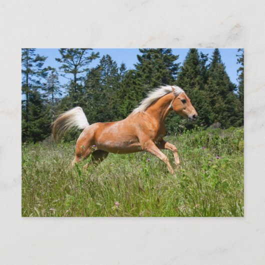Palomino Pferd durch eine Wiese Postkarte (Vorderseite)