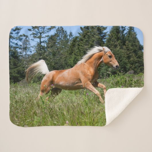 Palomino Pferd durch eine Wiese Sherpadecke (Vorderseite (Horizontal))