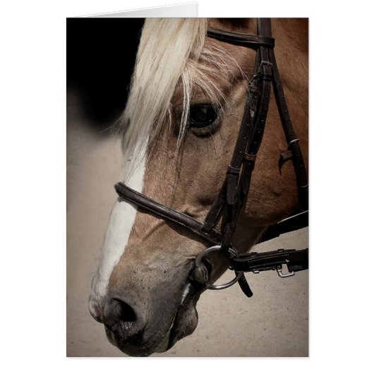 Palomino Pferd in Bridle (Vorne)