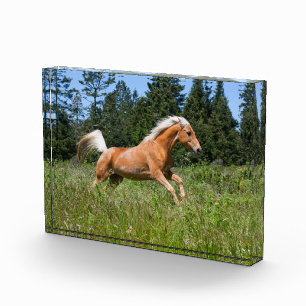 Palomino-Pferd läuft durch eine Wiese Fotoblock