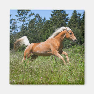 Palomino-Pferd läuft durch eine Wiese Magnet