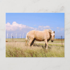 Palomino Pferd mit Windmühlen Postkarte