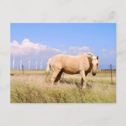 Palomino Pferd mit Windmühlen Postkarte (Vorderseite)