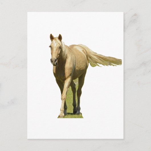 Palomino Pferd Postkarte (Vorderseite)