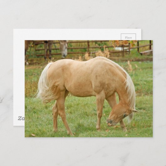 Palomino Pferd Postkarte (Vorne/Hinten)