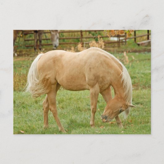 Palomino Pferd Postkarte (Vorderseite)