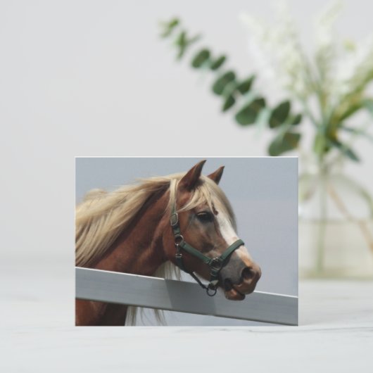 Palomino Pferd Postkarte (Stehend Vorderseite)