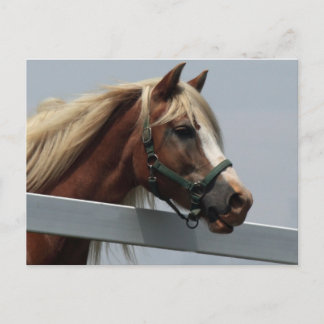 Palomino Pferd Postkarte