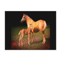 Palomino Pferd und Colt Postcard