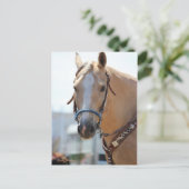 Palomino Pic Postkarte (Stehend Vorderseite)