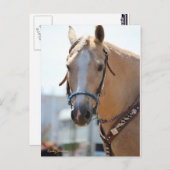 Palomino Pic Postkarte (Vorne/Hinten)
