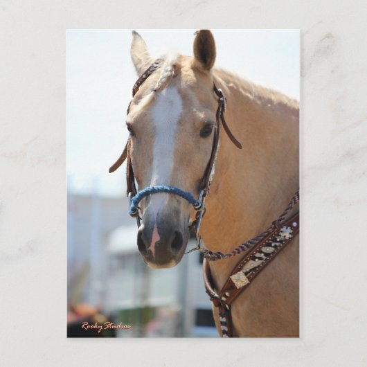 Palomino Pic Postkarte (Vorderseite)