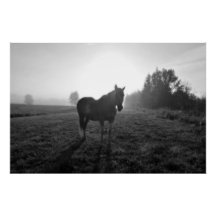 Palomino Pinto Pferd bei Sonnenaufgang Equine B&W