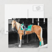 Palomino Pony at Belmont Park Postkarte (Vorne/Hinten)
