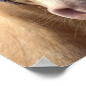 Palomino Pony Poster Print (Ecke)