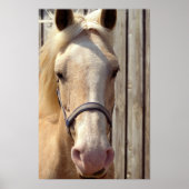 Palomino Pony Poster Print (Vorne)