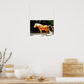 Palomino Poster (Küche)