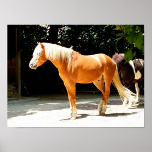 Palomino Poster