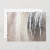 Palomino Postkarte (Vorne/Hinten)