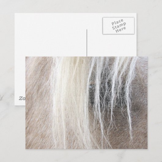 Palomino Postkarte (Vorne/Hinten)