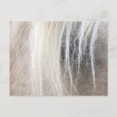 Palomino Postkarte (Vorderseite)