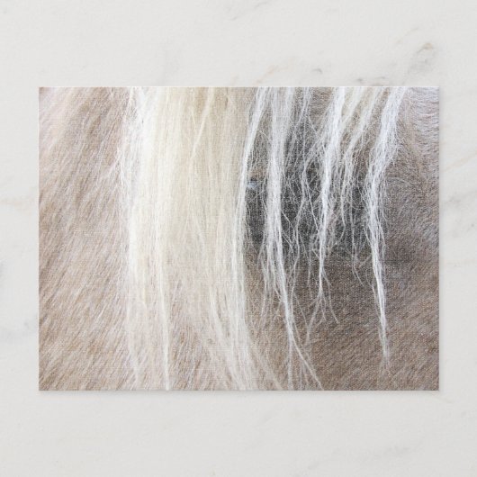 Palomino Postkarte (Vorderseite)