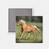 Palomino-Power Magnet (Vorderseite/Rückseite)