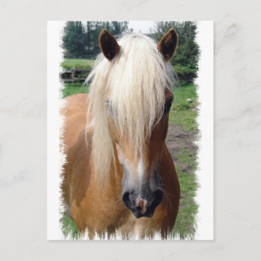 Palomino Quarter Horse Postkarte (Vorderseite)