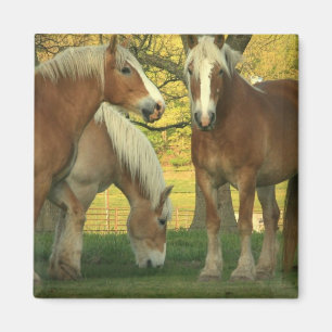 Palomino - Reitplatz Magnet