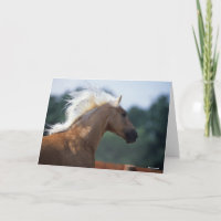 Palomino Rocky Mountain Horse Headshot