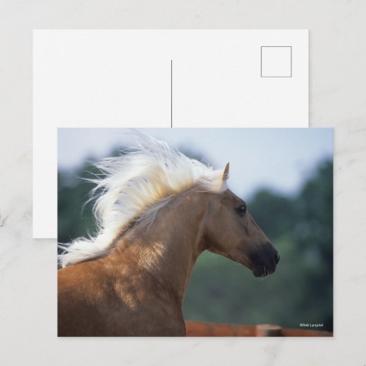 Palomino Rocky Mountain Horse Headshot Postkarte (Vorne/Hinten)