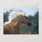 Palomino Rocky Mountain Horse Headshot Postkarte (Vorderseite)