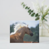 Palomino Rocky Mountain Horse Headshot Postkarte (Stehend Vorderseite)