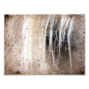 Palomino-Schmutz Fotodruck