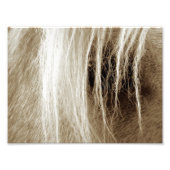 Palomino Sepia Fotodruck (Vorne)