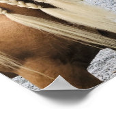 Palomino Sinti und Roma Vanner Poster (Ecke)