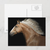 Palomino Stallion Postkarte (Vorne/Hinten)