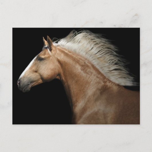 Palomino Stallion Postkarte (Vorderseite)