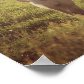 Palomino Sunset Poster (Ecke)