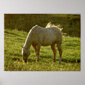 Palomino Sunset Poster (Vorne)