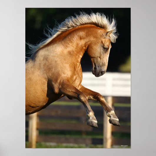 Palomino Tennessee Walker Stallion Poster (Vorne)